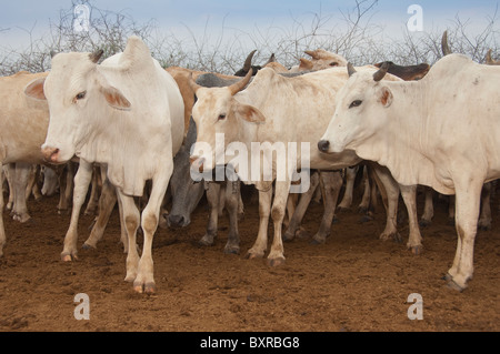 Kuh-Herde, Nyangatom (Bumi) Stamm, Omo-Tal, Ehtiopia Afrika Stockfoto