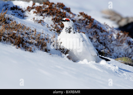 Männliche Alpenschneehuhn (Lapogus Muta) zeigt Winterkleid auf einem schneebedeckten Hügel Stockfoto