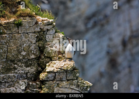 Guillemot gehockt Felskante an Bempton Yorkshire Stockfoto