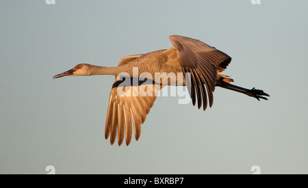 Sandhill Kran im Flug über Bosque del Apache Wildlife Refuge, New Mexico, USA Stockfoto