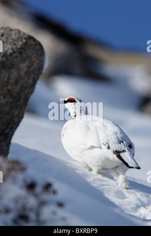 Männliche Alpenschneehuhn (Lapogus Muta) zeigt Winterkleid zu Fuß auf einem schneebedeckten Hügel Stockfoto