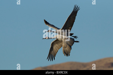 Paar Kraniche überfliegen Bosque del Apache Natur Zuflucht. Stockfoto