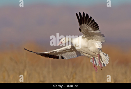 Schneegans auf der Flucht, auf der Suche nach Land, Bosque del Apache, New Mexico, USA. Stockfoto