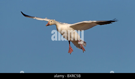 Schneegans, Vorbereitung, im Feld, Bosque del Apache, New Mexico zu landen Stockfoto