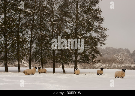 Suffolk/Maultier Kreuz gezüchteten Schafe in einem schneebedeckten Feld Stockfoto