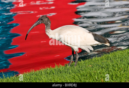 Australische White Ibis (Threskiornis Molukken) mit bunten Reflexionen im Wasser dahinter Stockfoto