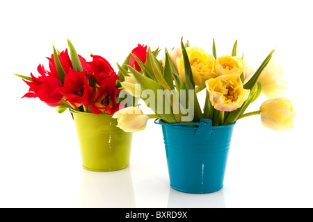 Rote und weiße Tulpen in kleinen Eimern isoliert auf weiß Stockfoto