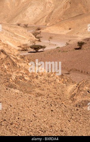 Akazien in der Negev-Wüste Stockfoto