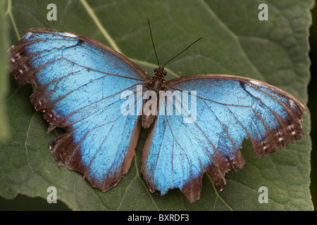 Large Blau (Morpho) Schmetterling ruht auf einem Blatt Stockfoto