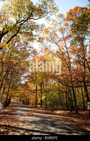 Herbstliche Bäume mit Straße Stockfoto