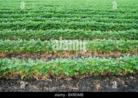 Soja-Feld mit horizontalen Reihen von Bohne Sojapflanzen in dunklen feuchten Boden Stockfoto