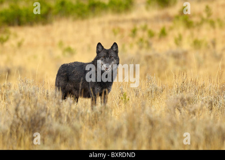 Schwarzer Wolf Pausen in Yellowstone Wiese. Stockfoto