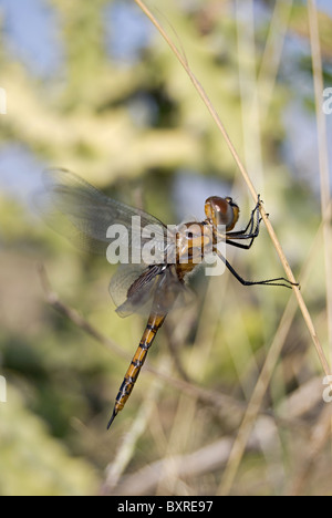 Roter Sumpf Trotter wissenschaftliche, Tramea basilaris Stockfoto