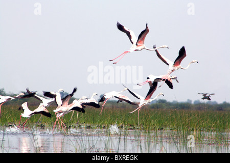 Flamingos im Flug Stockfoto