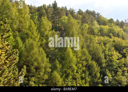 Lärche und Kiefer Wald im Sommer Stockfoto