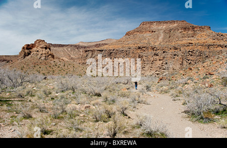 Barber Peak, Naturlehrpfad an Esslokalen, Mojave National Preserve Stockfoto