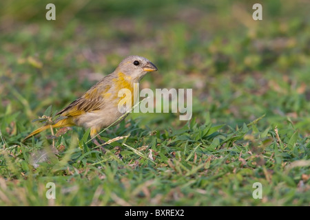 Safran Finch (Sicalis Flaveola), weibliche Nahrungssuche in den Rasen. Stockfoto