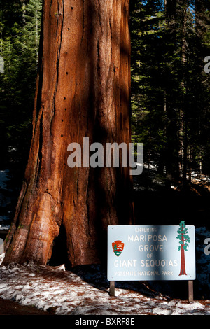Nationalpark-Zeichen bis zum Eingang der Mariposa Grove von Giant Sequoias, Yosemite-Nationalpark, Kalifornien Stockfoto