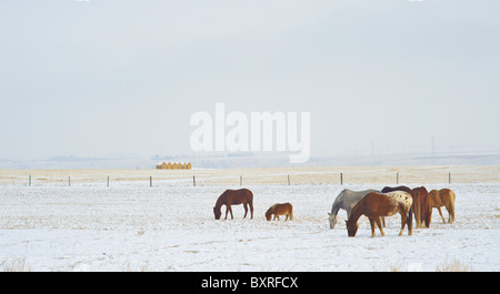 Pferde grasen auf der Weide Winter in Southern Alberta Kanada Stockfoto