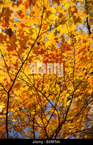 Herbst Baum mit orange Blätter Stockfoto
