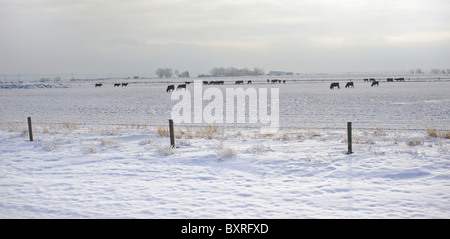 Rinder-Winter Beweidung mit Schnee auf dem Feld im südlichen Alberta, Kanada Stockfoto