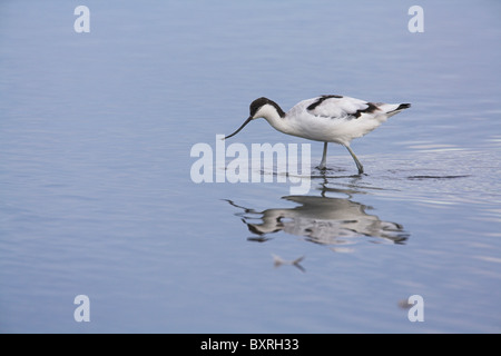 Pied Avocet Recurvirostra Avosetta waten im seichten Wasser der Lagune auf Brownsea Island, Dorset im Oktober. Stockfoto