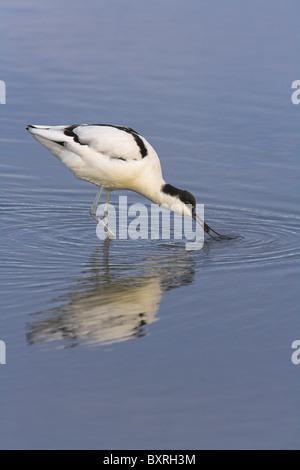 Pied Avocet Recurvirostra Avosetta Futtersuche auf flache Lagune auf Brownsea Island, Dorset im Oktober. Stockfoto