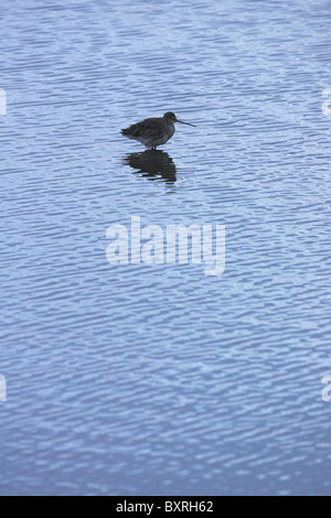 Schwarz-angebundene Uferschnepfe Limosa Limosa Silhouette auf flache Lagune auf Brownsea Island, Dorset im Oktober. Stockfoto