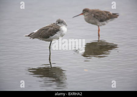 Grünschenkel Tringa Nebularia und Spotted Rotschenkel Stellung im Flachwasser Lagune auf Brownsea Island, Dorset im Oktober. Stockfoto