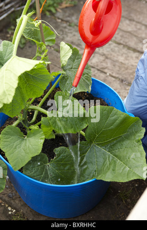 Sonnenblumen Pflanze mit roten Kunststoff-Gießkanne gießen Stockfoto
