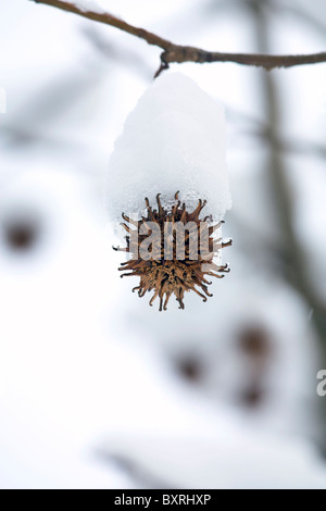 Amberbaum Baum Samenkapsel mit Schnee bedeckt Stockfoto