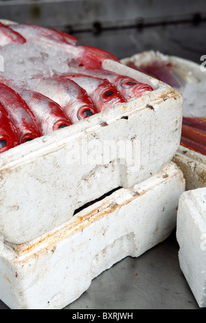 fangfrischen Fisch, verpackt in Styropor-Kühlboxen auf dem Fischmarkt auf Av de Demetrio Cinatti in Macau Stockfoto