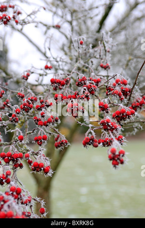 Rote Beeren auf einem Baum im Winter gefroren Stockfoto