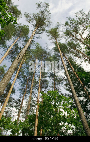 Litauen, Nationalpark Aukštaitija, niedrigen Winkel Ansicht der Bäume an den Hängen des Ginuciai Wallburg Stockfoto