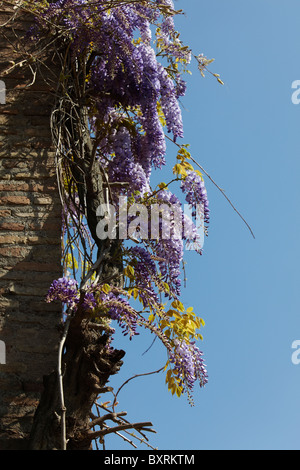 Schöne lila Glyzinien am Palatin, Rom, Italien Stockfoto