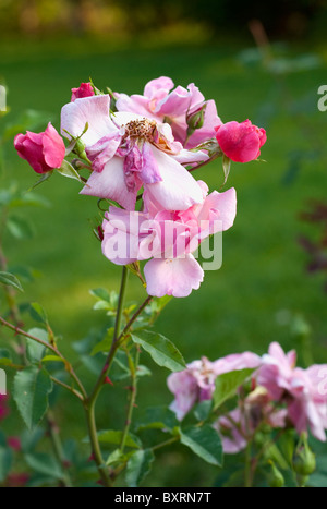 Verwelkt rosa Rose in einem Garten auf einem grünen Rasen-Hintergrund Stockfoto