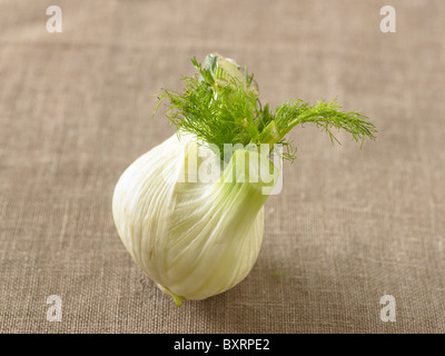 Fenchel Stockfoto