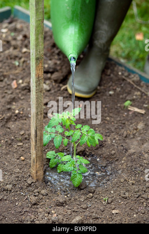 Gießkanne verwenden, Tomatenpflanze Wasser Stockfoto