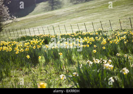 Narzissen im park Stockfoto