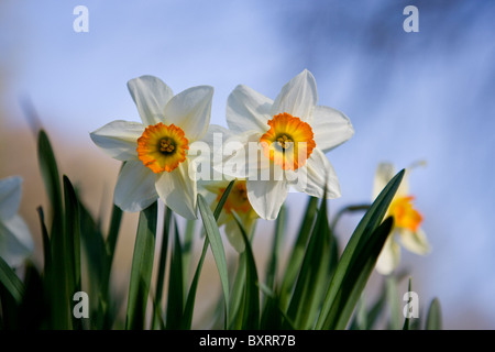 Weiß und orange Narzissen Stockfoto