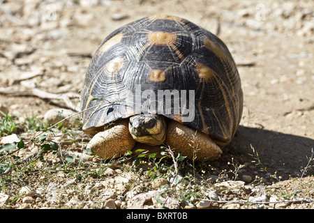 Radiated Tortoise, Astrochelys radiata, eine besonders gefährdete Art, wilde Tsimanampetsotsa Nationalpark, Atsimo-Andrefana, Süd-westen Madagaskar Stockfoto