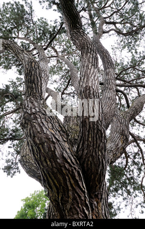 Baumstamm mit vielen Verzweigungen Stockfoto