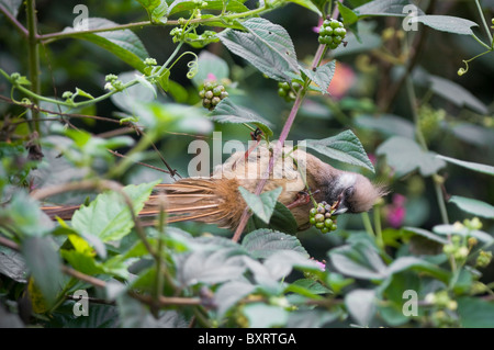 Gesprenkelte Mousebird (Colius Striatus) Essen Beeren in Busch - Nyeri, Kenia, Ostafrika Stockfoto