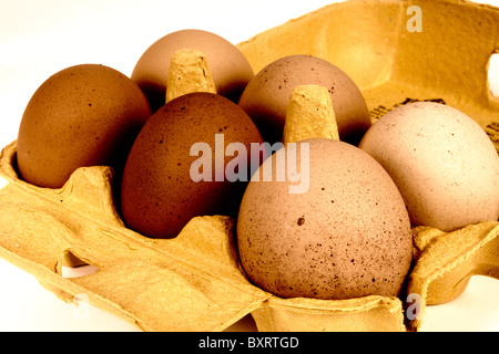 Eine Kiste mit sechs Freilandhaltung frische Hühnereier Stockfoto