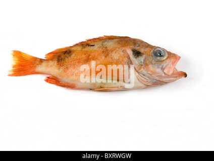 Rotbarsch (Sebastes Marinus) auf weißem Hintergrund, Nahaufnahme Stockfoto