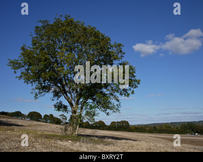 Lone Tree in a Farm Field against a Blue Sky, Hampshire, Großbritannien Stockfoto