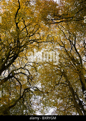 New Forest Tree Canopy in Autumn, Hampshire, England, Großbritannien Stockfoto