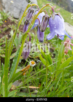 Bärtige Glockenblume Stockfoto