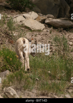 Bighorn Schafe Lamm im Yellowstone National Park, südlich von Gardiner Mt. Stockfoto