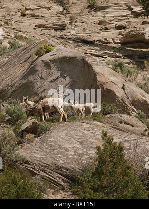 Bighorn Sheep Ewe und Lämmer im Yellowstone National Park, südlich von Gardiner Mt. Stockfoto